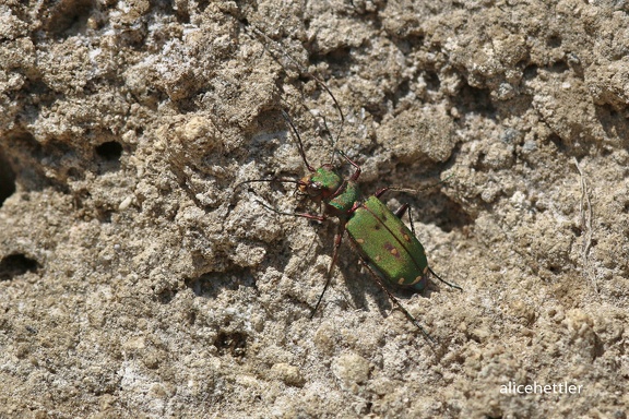 Feld-Sandlaufkäfer (Cicindela campestris)